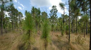 Green pine branches emerge from sandy soils.