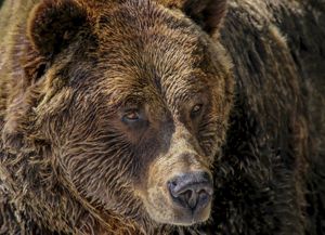 Closeup shot of a brown grizzly bear's face.