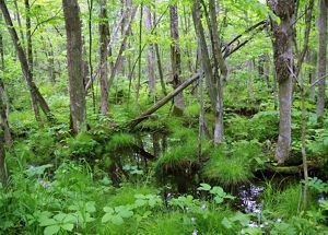Forested wetland with trees, standing water, flowers.