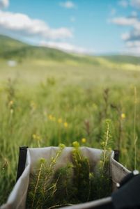 a red spruce seedling grows in a field.