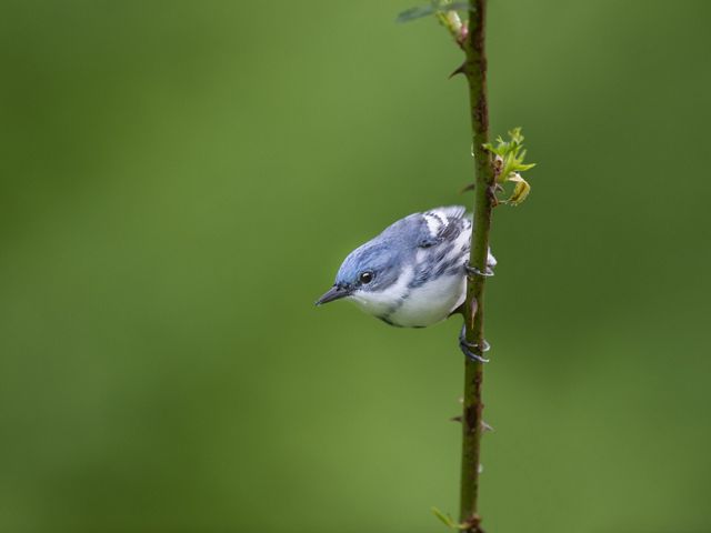 Blue and white male cerulean warbler is perched on a vertical twig looking off to the left of the photo