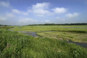 A small stream winds through a vast grassland.