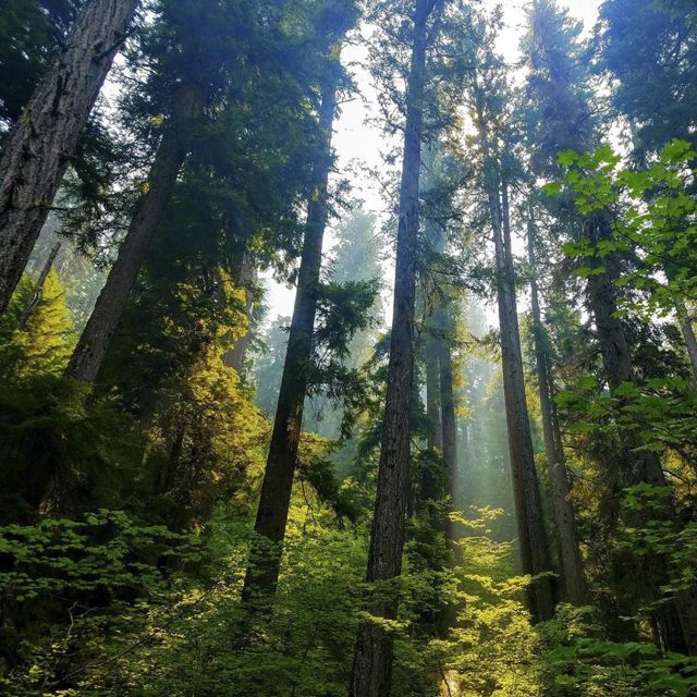 The sun shines through the forest on the way to Proxy Falls in summer 2017.