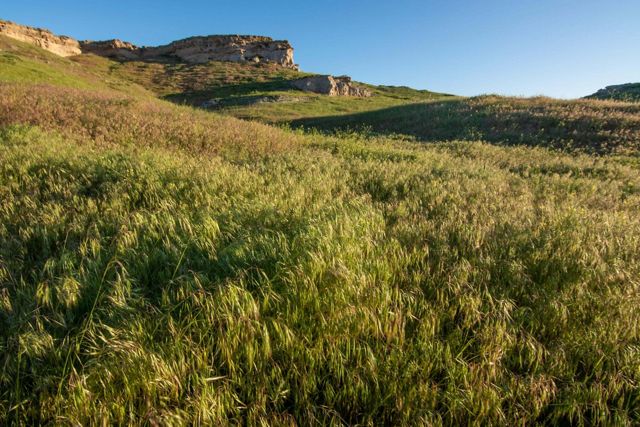 Green grass grows under blue skies.