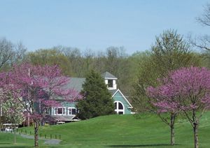 Three redbud trees show their pink blossoms in the foreground. In the background a tall green building is partially obscured by the tall green hill in front of it.