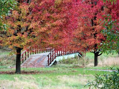 A wide wooden foot bridge spans a narrow creek. Two tall maple trees grow in front of the bridge showing brilliant red fall colors.