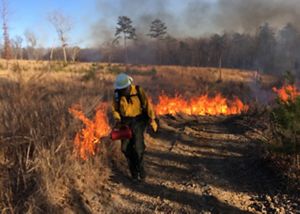 A staff member delivers fire to a portion of the preserve.