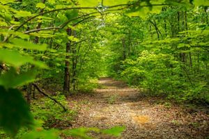 Thick woods surround a wide trail.