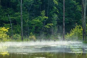 A fog hovers over forested wetlands.