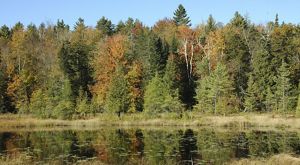 A pond with dense forest along its shore.