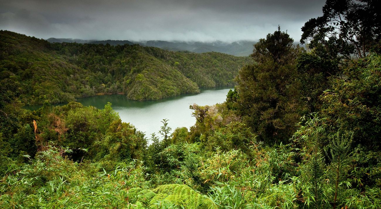 Valdivian Coastal Reserve, Chile.