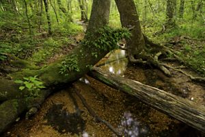 Trees hang over a small creek running through a forested area. 