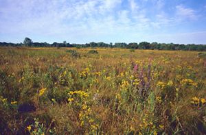 A prairie of blooming wildflowers under a blue sky dotted with clouds. 