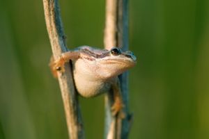 Small white-bellied chorus frog perched perched between two wetland reeds.