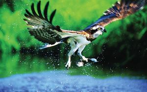 Osprey with fish in its talons