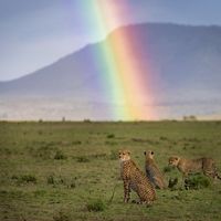 A rainbow shines down on an African plain while several cheetahs sit in the foreground.