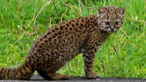 El felino silvestre más pequeño de América tiene su hogar en los bosques del sur de Chile y Argentina.