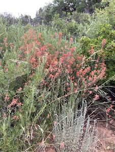 Showy red plants stand out against a background of other green bushes.