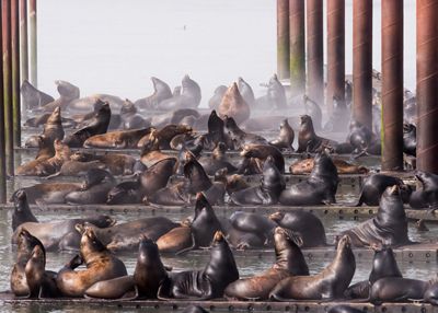 Docks in Astoria taken over by California Sea Lions.