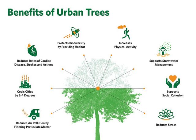 A graphic highlighting the many benefits of urban trees.