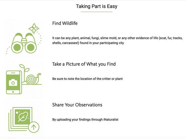 Green illustrations highlight features of the City Nature Challenge. Binoculars indicate Finding Wildlife; a phone and snail indicate Taking Pictures; stacked photos indicate Share Your Observations.