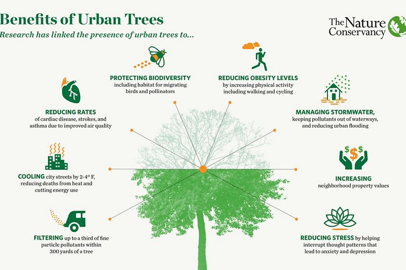 An infographic illustrates the benefits of city trees.