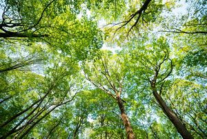 Looking up to a canopy of green, densely populated trees.