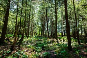 A view through a flat forested landscape with a covering of green plants.