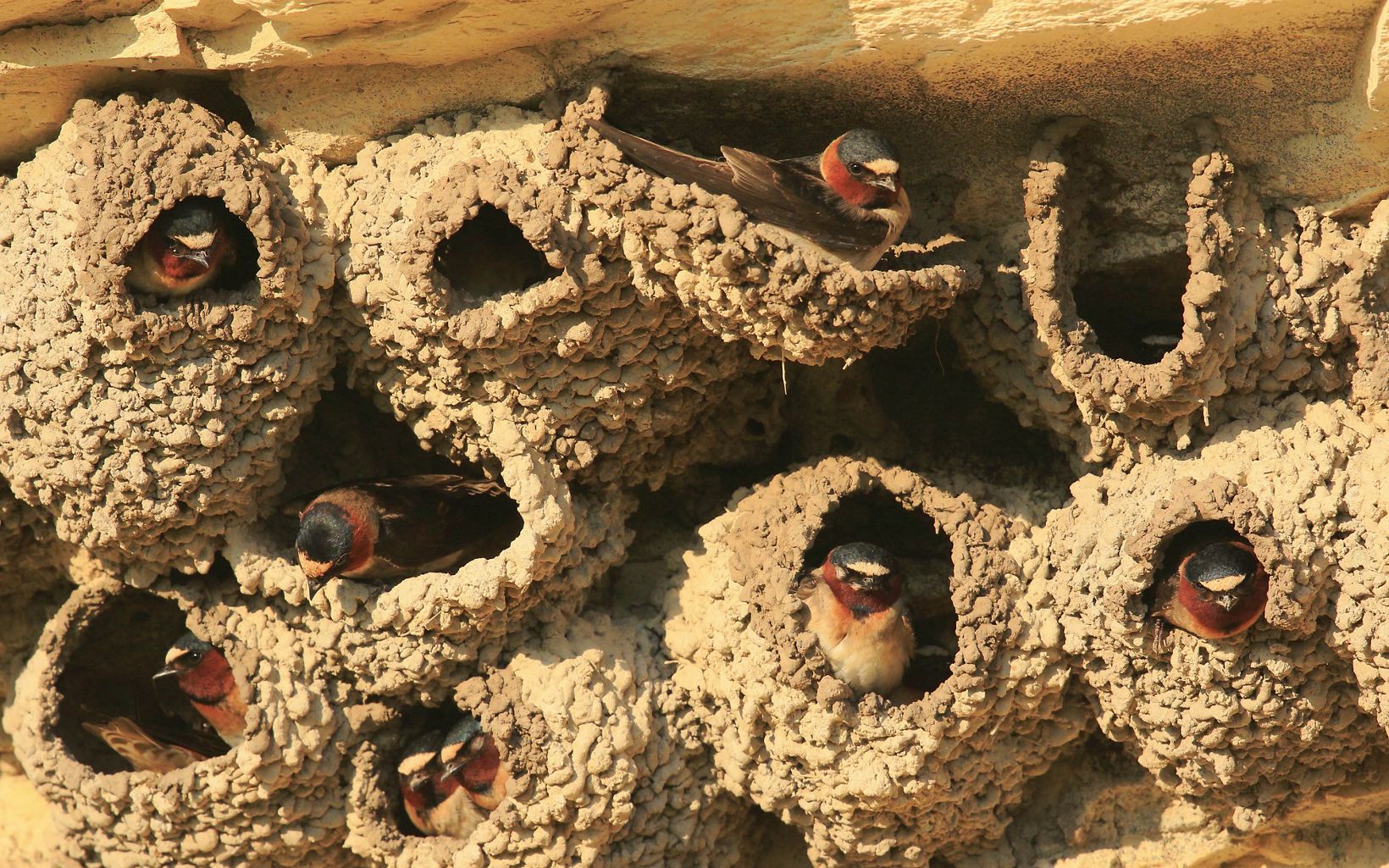 
                
                  Cliff Swallows These cliff swallows and their mud nests are a common sight near the tops of rock formations in Little Jerusalem Badlands State Park.
                  © Bob Gress
                
              