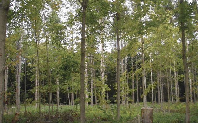 A forest of skinny trees with green leaves sparsely filling in branches, with a few stumps on the forest floor.