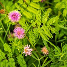 Green plants with pom-pom-shaped bright pink flowers.