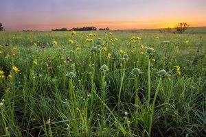 Wildflowers bloom across a rolling field in vibrant shades of yellow and purple with green stems and grasses at Clymer Meadow Preserve.