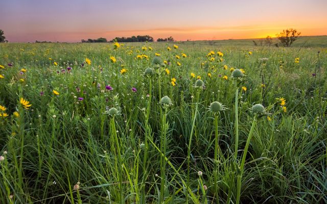 Wildflowers bloom across a rolling field in vibrant shades of yellow and purple with green stems and grasses at Clymer Meadow Preserve.