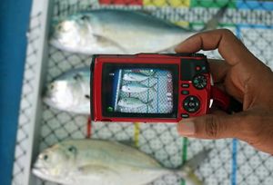 A hand holding a camera to take a photo of three fish on a tray.