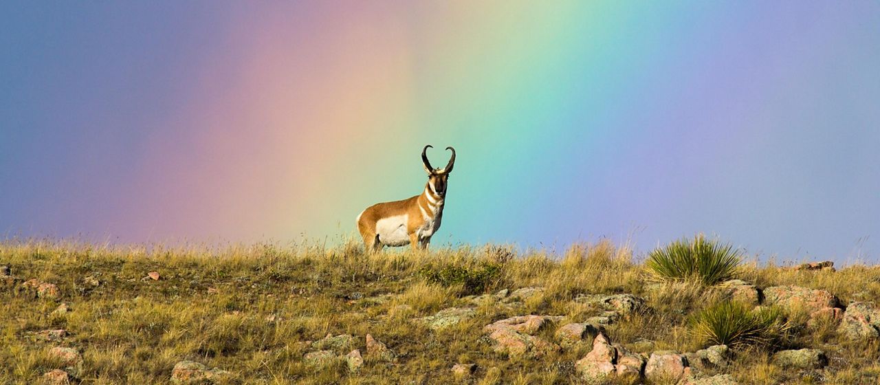 A pronghorn standing on a grass hill with a rainbow in the background.
