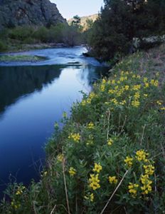 A blue river is flowing through a canyon next to yellow wildflowers.