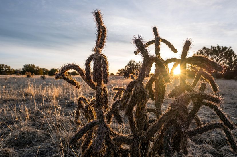A close up photo of cacti on grasslands with the sun in the back.