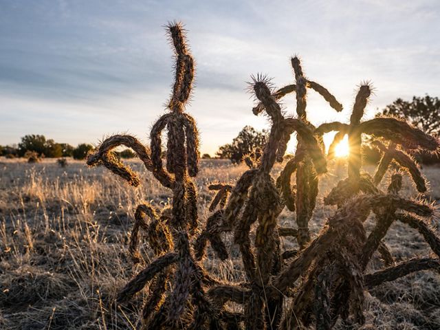 A close up photo of cacti on grasslands with the sun in the back.