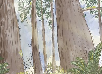 Illustration of trees in a forest.
