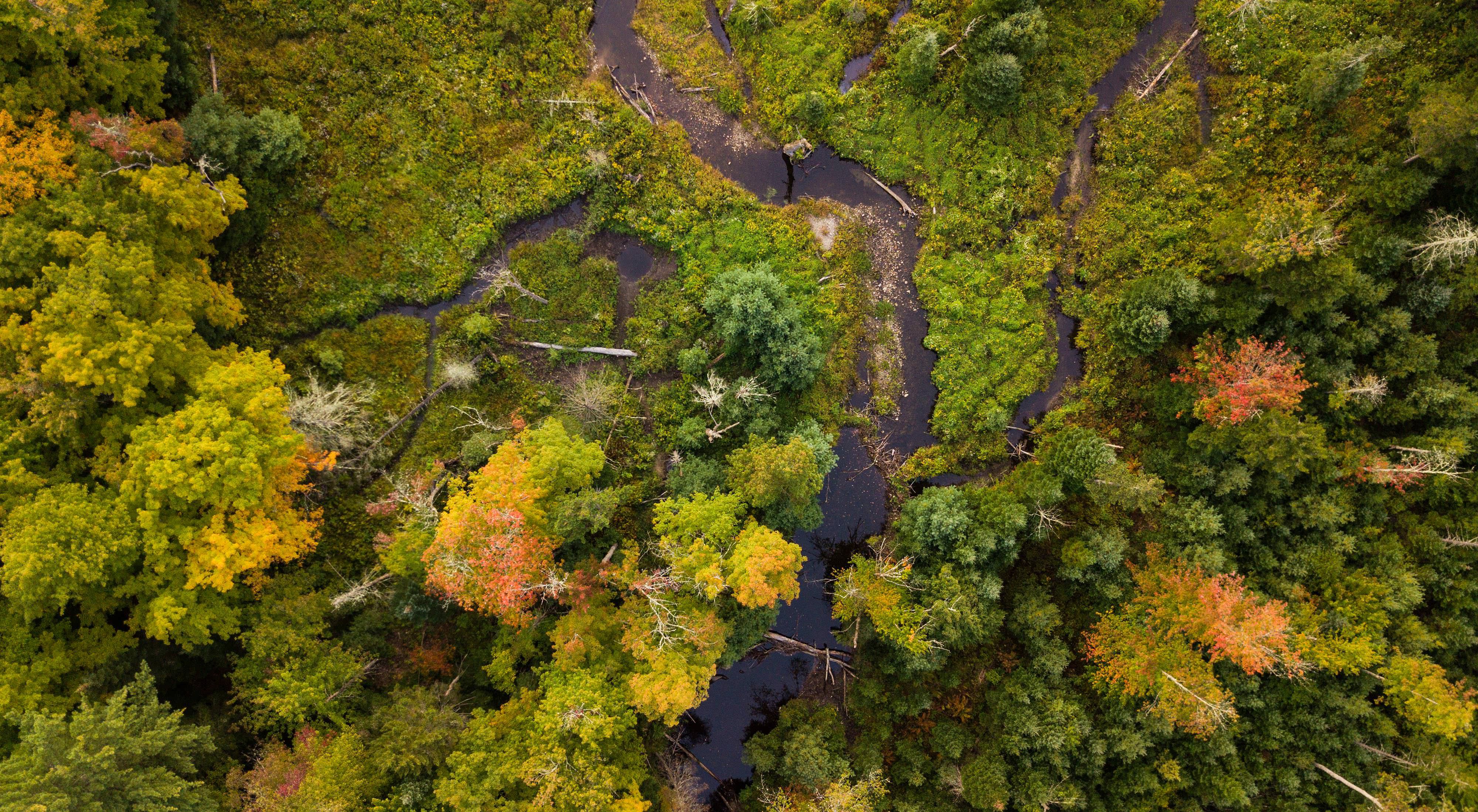 Aerial of the Cockermouth River in Groton, NH looking down on the river meandering through an autumn-colored forest.