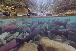 Split view of a school of salmon underwater facing a stream bank in a forest, which is seen above the water line.