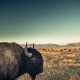 Bison profile with a herd and sand dunes in the background.