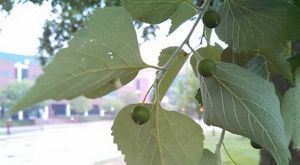 Green leaves and large green berries grow from a common branch.