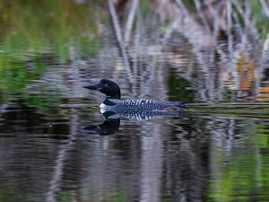 A common loon, a duck-sized bird with a black head and a black-and-white-spotted body and wings, glides on a body of water.