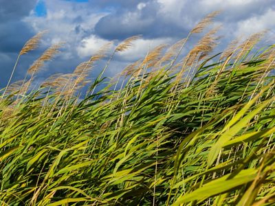 Invasive phragmites in a field.