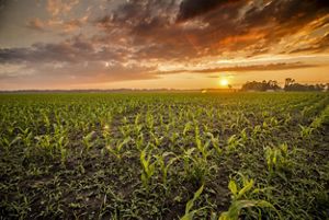 The sun sets over a vast field of corn crops.