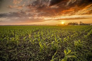 A wide expanse of corn plants a foot or two high under an orange sunset.