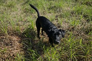 A black dog standing in grass and looks at the camera.