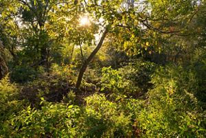 A forest in Jamaica.