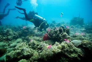 a diver working on a dying coral reef
